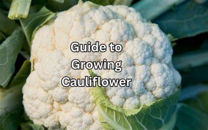 What chakra is cauliflower?