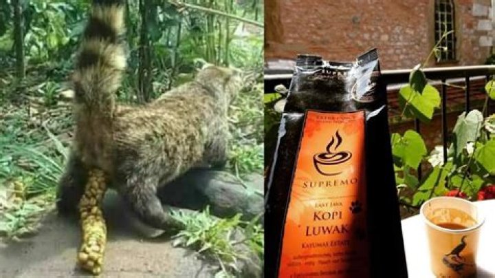 What coffee is made from poop?