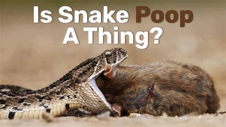 What dies snake poop look like?