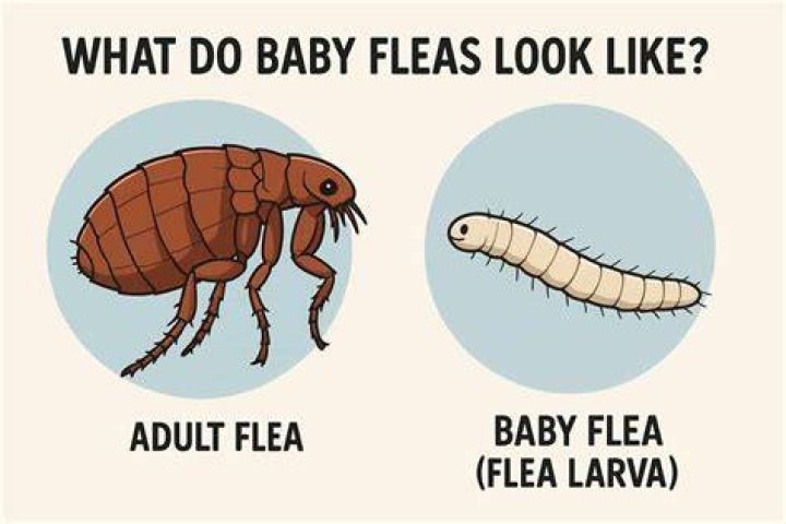 What do baby Nifflers eat?