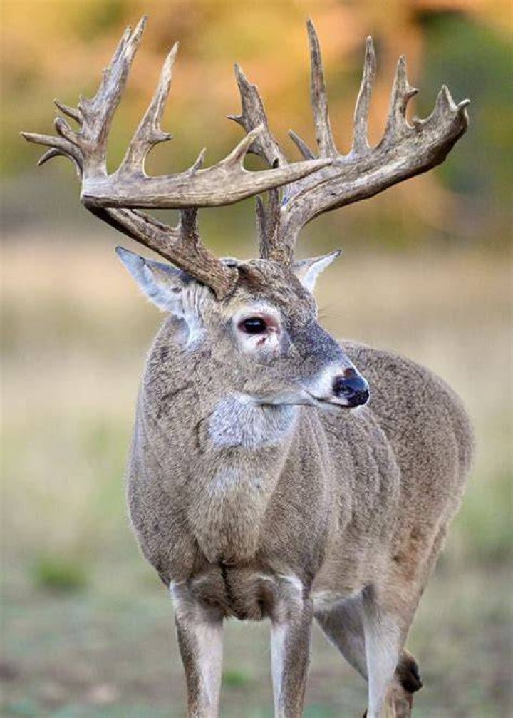 What do deer do when scared?