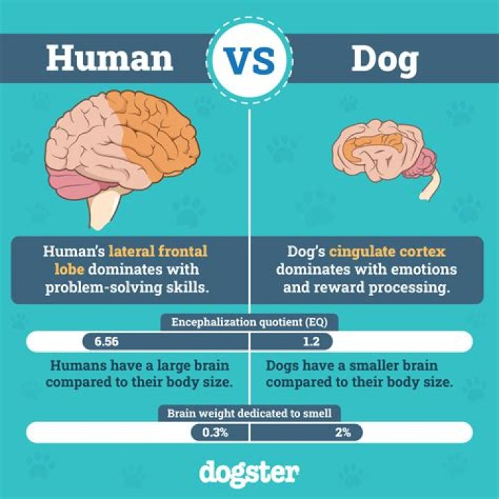 What do dogs think of humans?