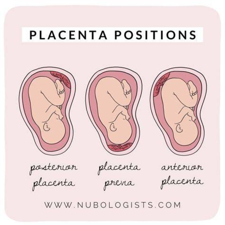 What do hospitals do with placentas?