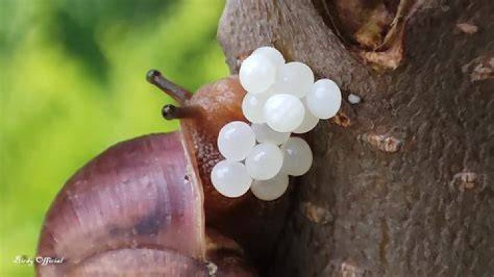 What do I do if my snail lays eggs?