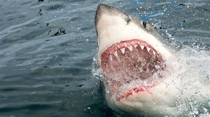What do sharks hate?