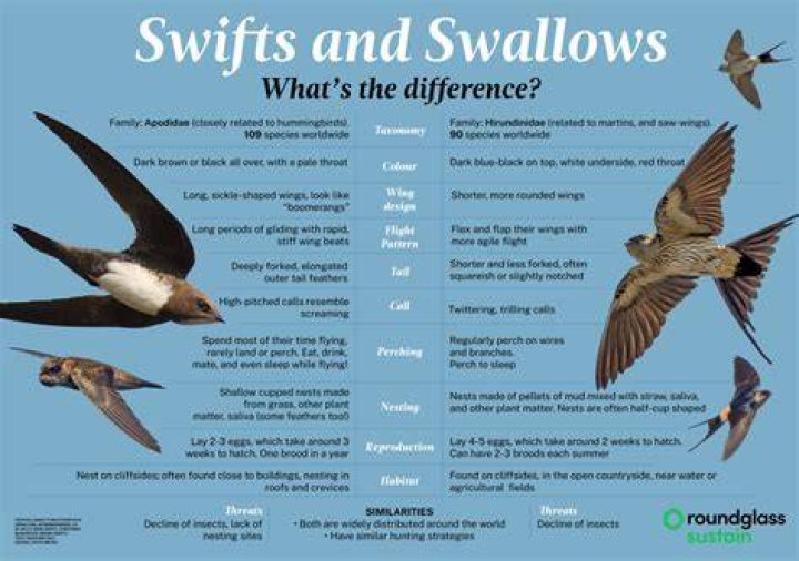What do swallows mean in the Navy?