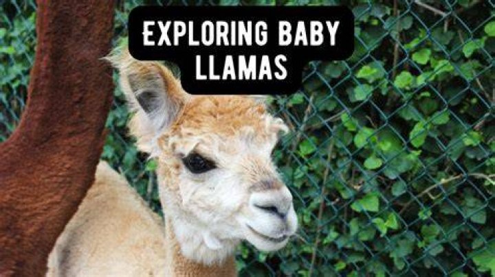 What do you call a baby llama?