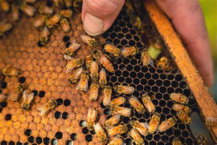 What do you do if a bee lands on you?