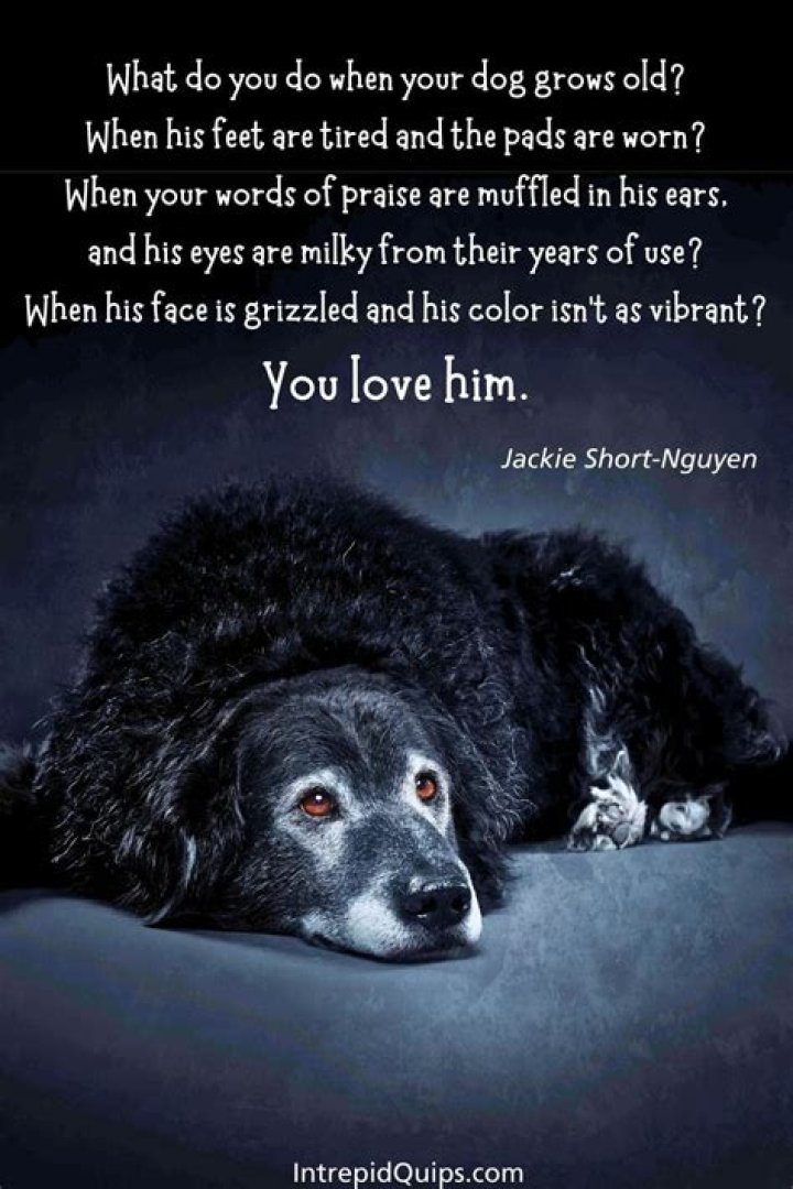What do you do with an old dog?