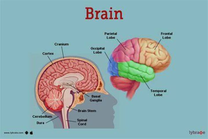What does a brain taste like?