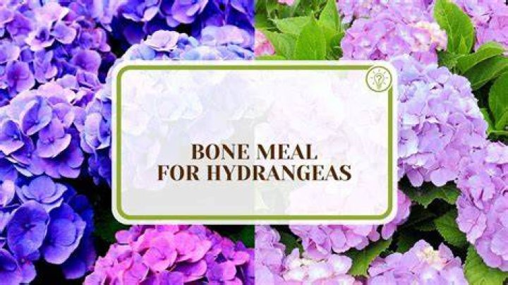What does bone meal do for hydrangeas?