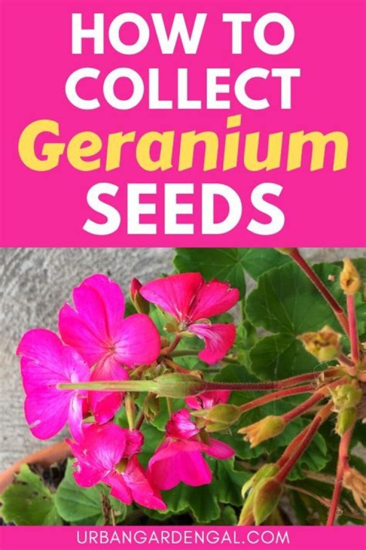 What does geranium symbolize?