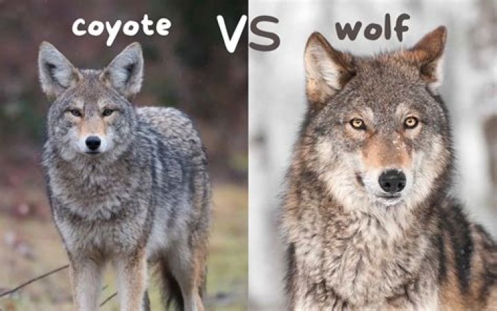 What does hazing a coyote mean?