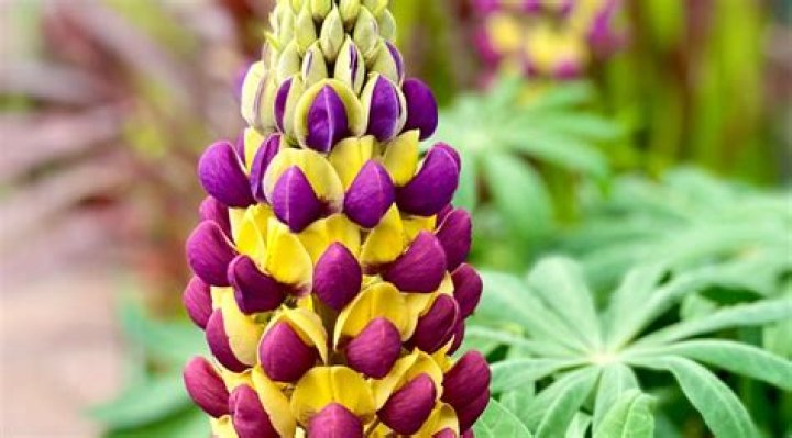What does Lupine symbolize?