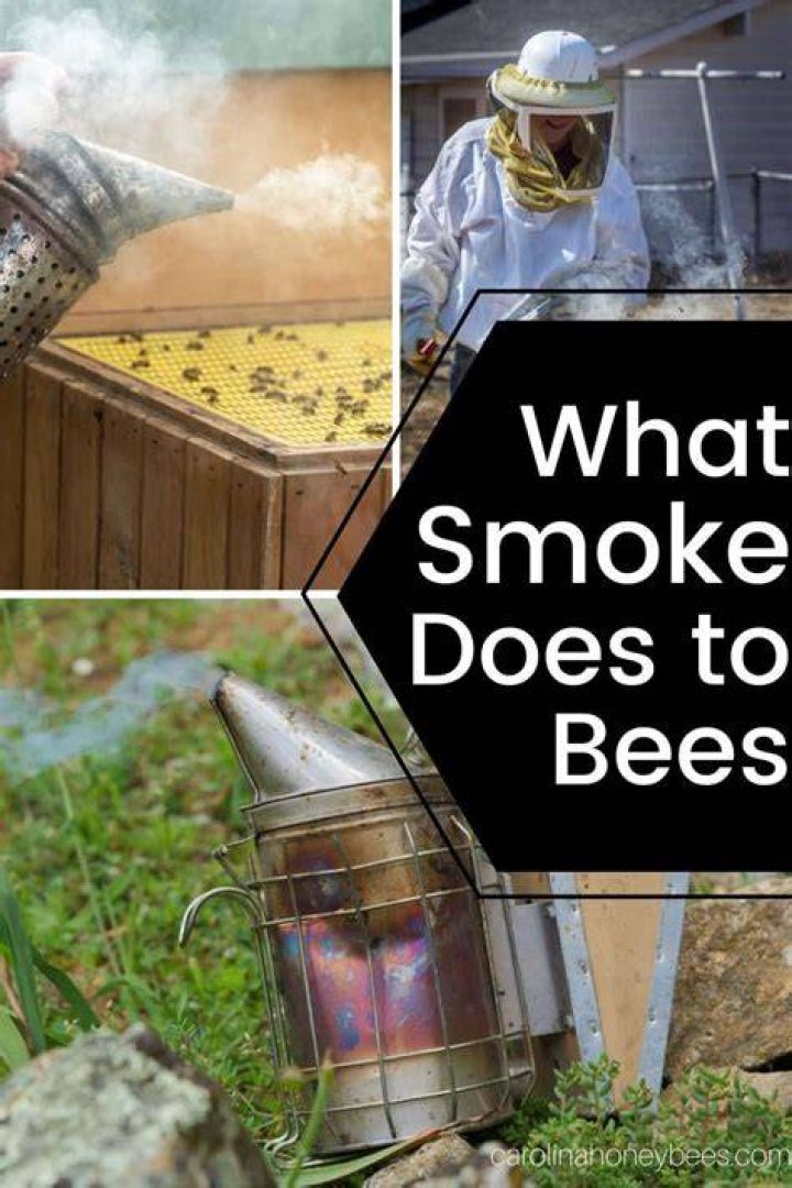 What does smoke do to bees?