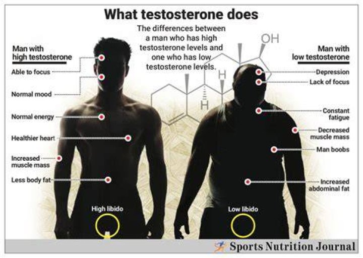 What does testosterone do to a man?