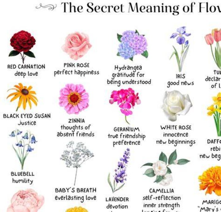 What flower means loyalty?