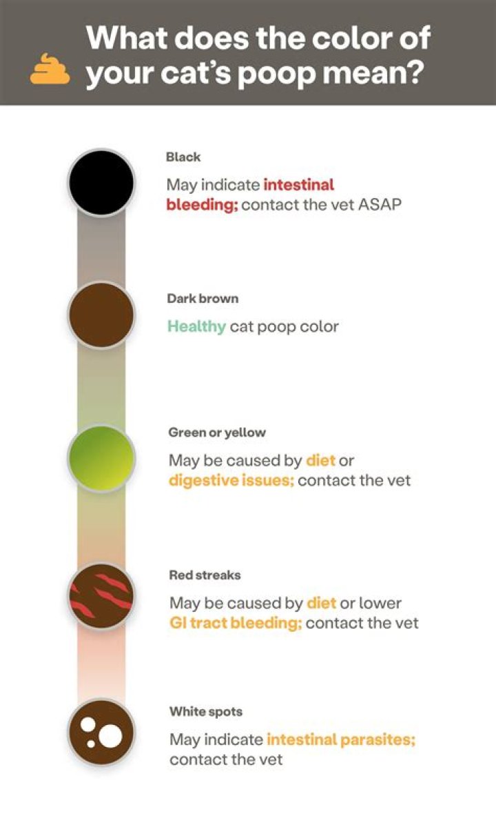 What foods will make a cat poop?
