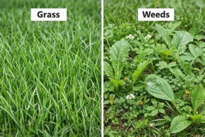 What grass chokes weeds?