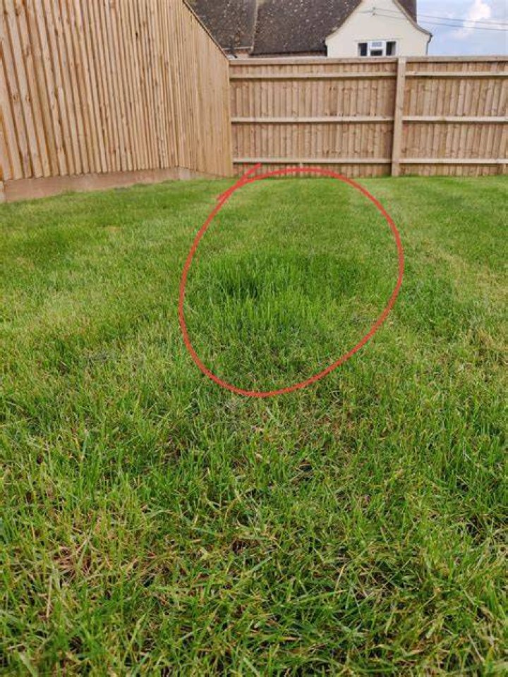 What grass Grows Faster Than Rest lawn?