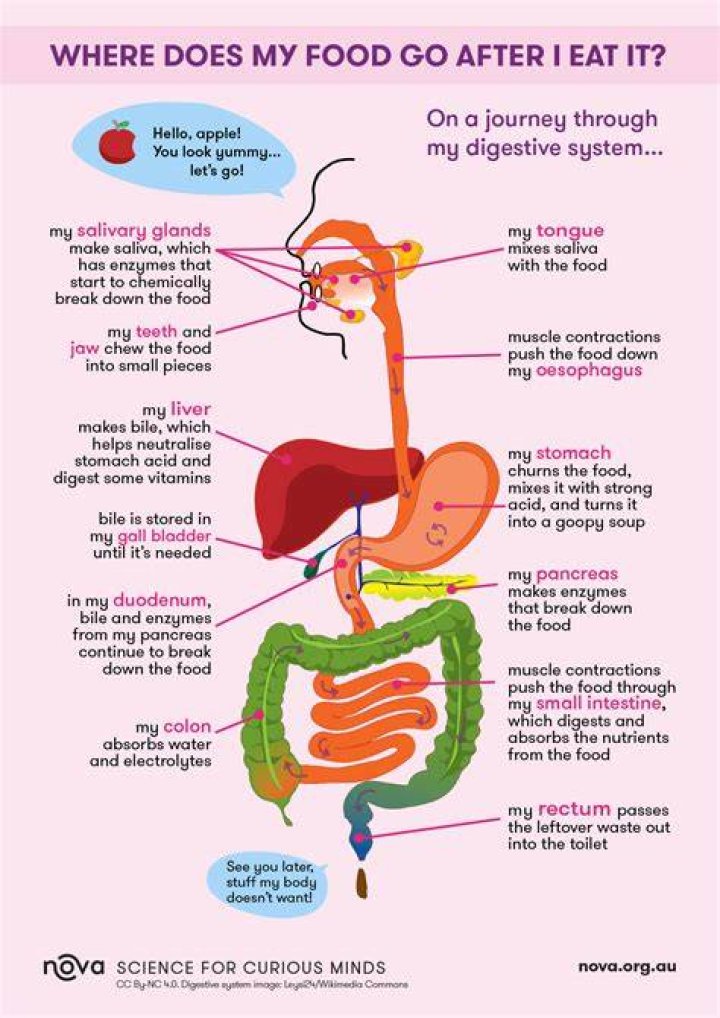 What happens if plastic goes in stomach?