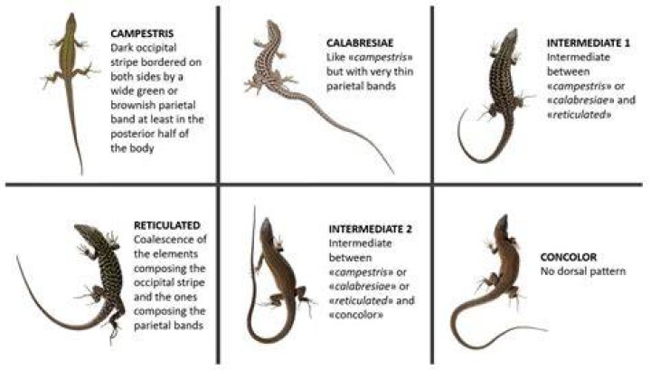 What happens if we touch lizard by mistake?
