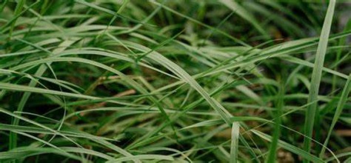 What happens if you let grass grow too long?