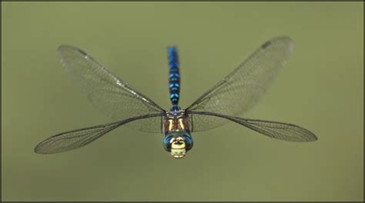 What insect looks like a dragonfly but isn t?
