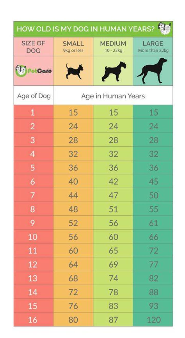What is 1 human day to a dog?
