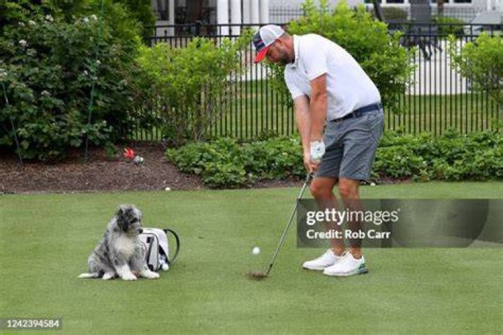 What is a dog license in golf?