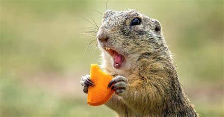 What is a gophers favorite food?