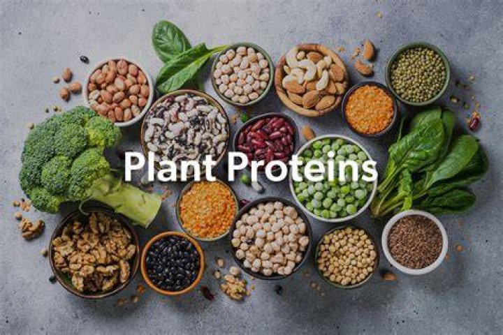 What is a protein nutrient?