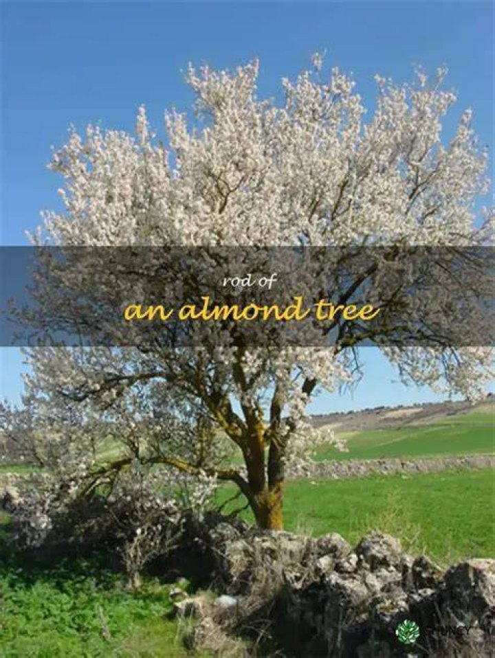 What is a rod of an almond tree?