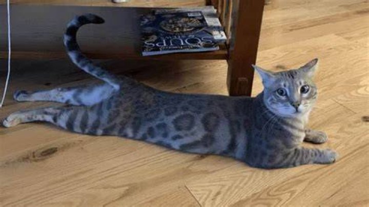 What is cat Splooting?