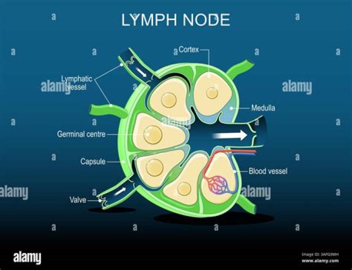 What is Level 4 lymph node?