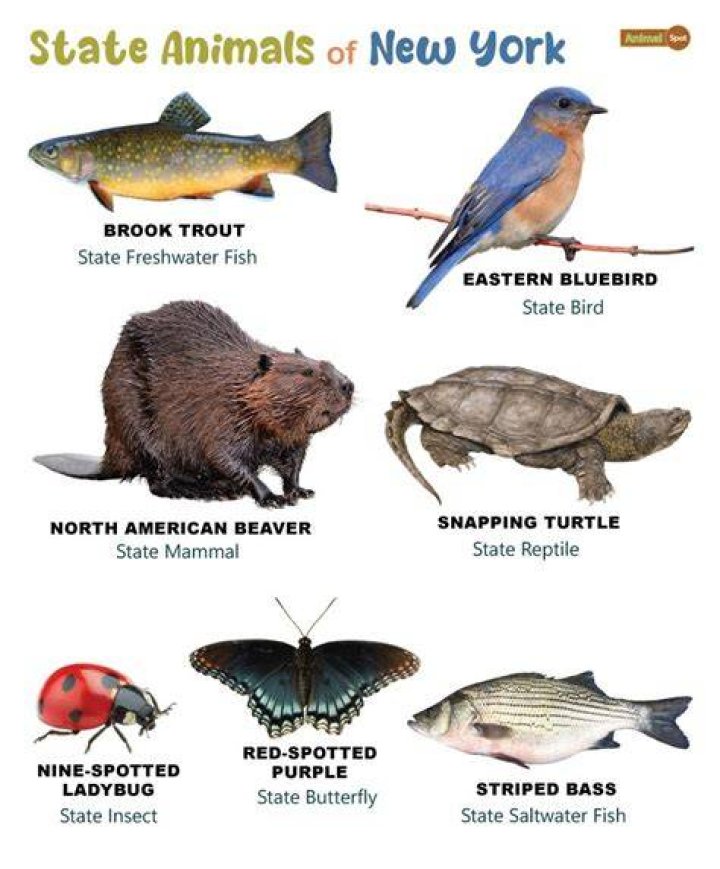 What is New York's state animal?