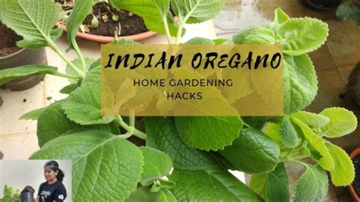 What is oregano called in India?