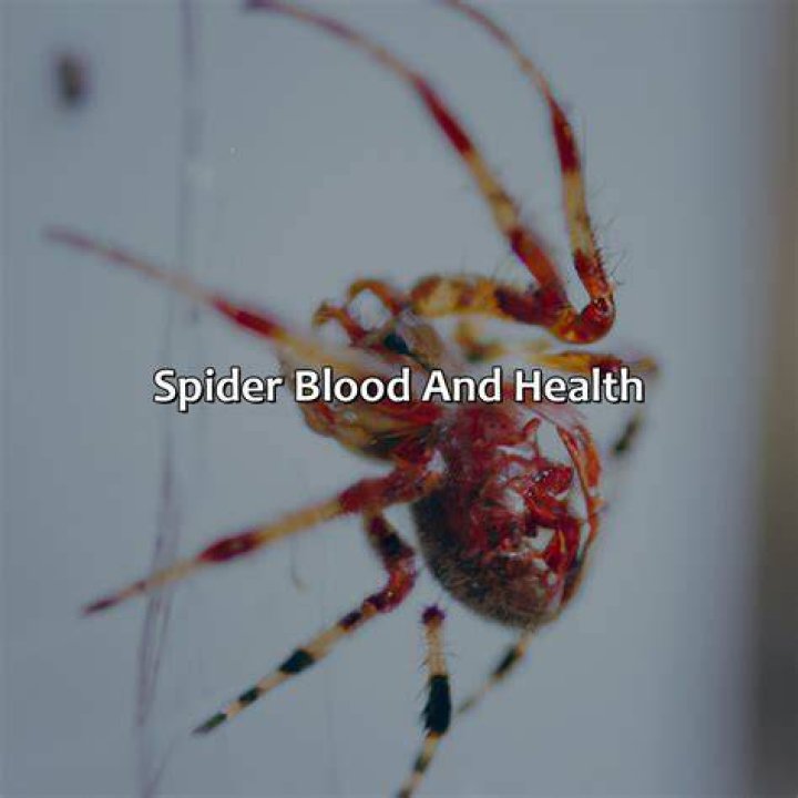 What is spider blood called?