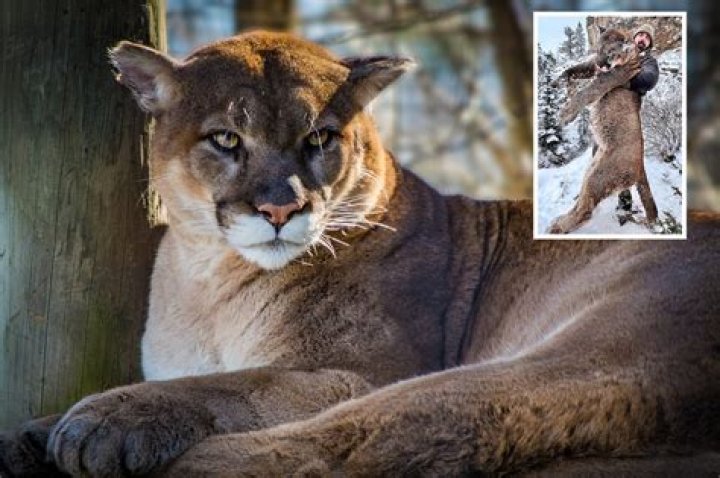 What is the behavior of a mountain lion?