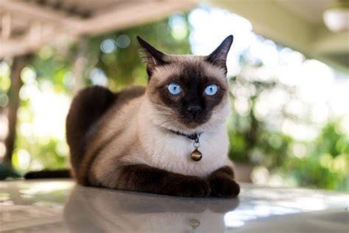 What is the cheapest cat in the world?