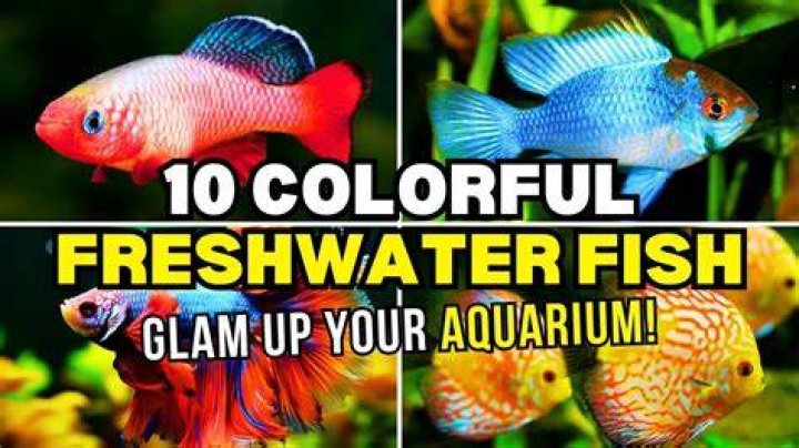 What is the coolest freshwater fish to have?