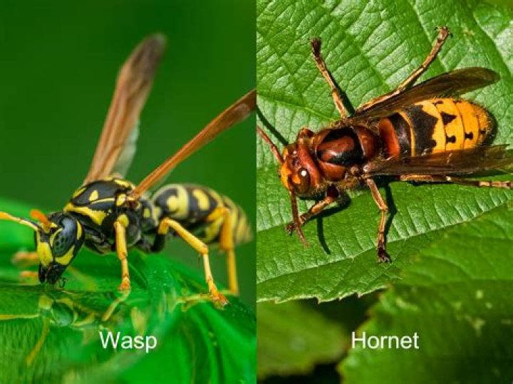 What is the difference between a wasp and a paper wasp?