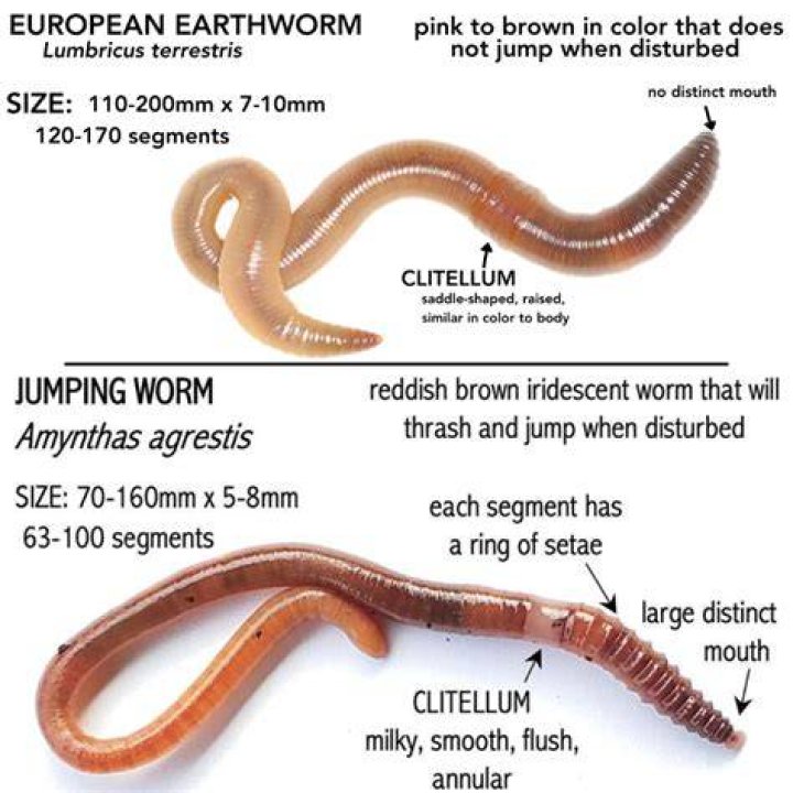 What is the difference between earthworms and regular worms?