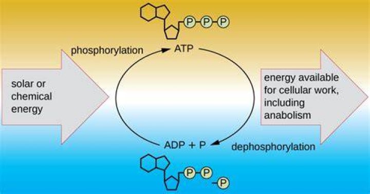 What is the difference between phosphorylation and dephosphorylation?