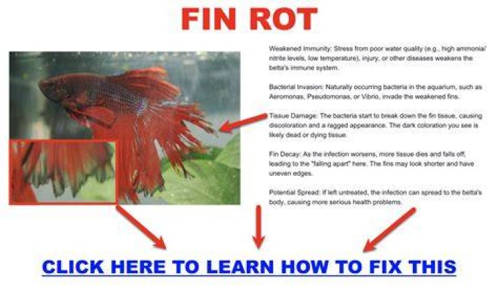 What is the fastest way to cure fin rot?