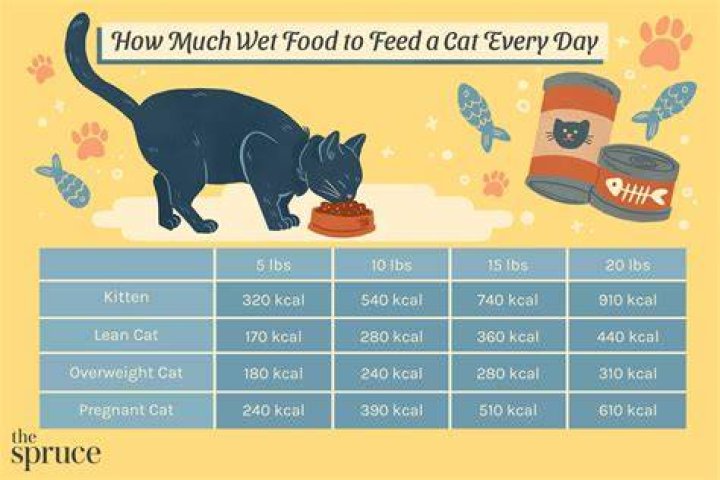 What is the healthiest thing to feed a cat?