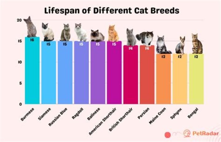 What is the lifespan of a bobcat?