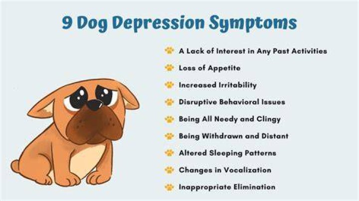 What is the most depressed dog?