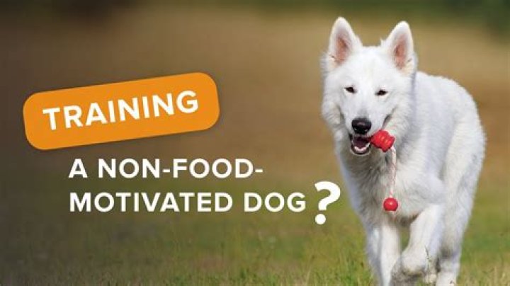 What is the most food motivated dog?