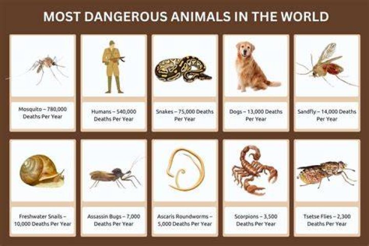 What is the most lonely animal?